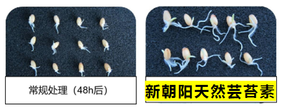 小麥拌種選新朝陽天然蕓苔素，讓小麥高產(chǎn)贏在起跑線上?。ㄐ←溤谑裁磿r(shí)候用蕓苔素效果最佳）