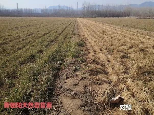 小麥拌種選新朝陽天然蕓苔素，讓小麥高產(chǎn)贏在起跑線上?。ㄐ←溤谑裁磿r(shí)候用蕓苔素效果最佳）