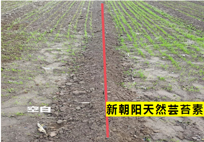 小麥拌種選新朝陽天然蕓苔素，讓小麥高產(chǎn)贏在起跑線上！（小麥在什么時(shí)候用蕓苔素效果最佳）