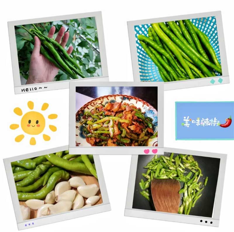 朝陽農(nóng)藝師系列活動